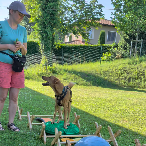 DOGGYM – Fit. Stark. Glücklich. Gemeinsam. 06.-27.08.2026