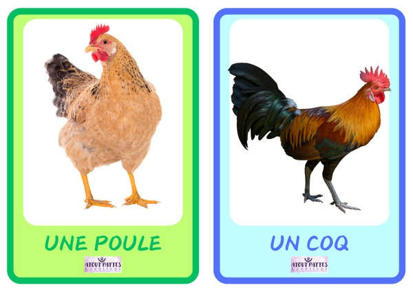 *PDF* Petit imagier, thème poule