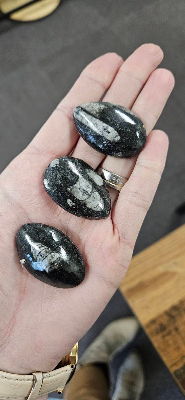 Orthoceras handstenen