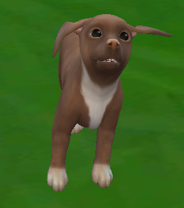 Delilah- 8 weeks old