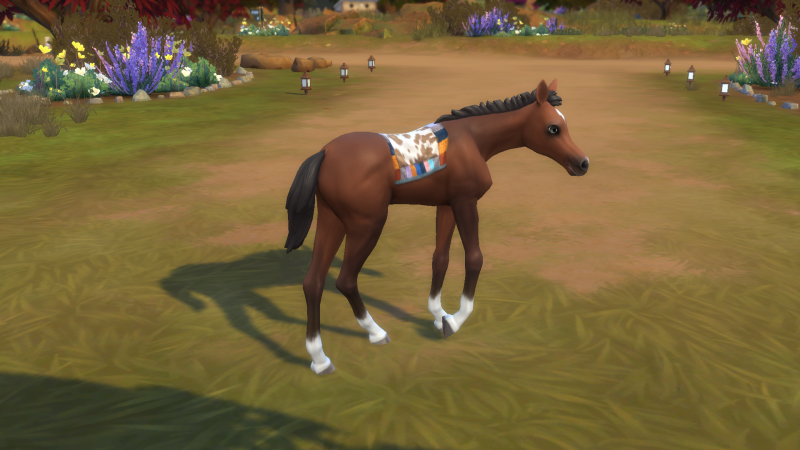 Butterscotch- 6 months old, mare