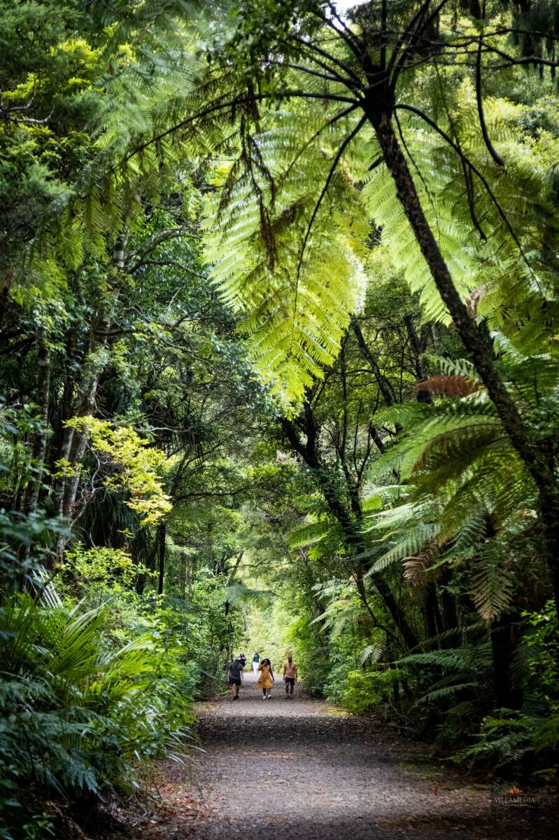 Te Matua Ngahere walkway