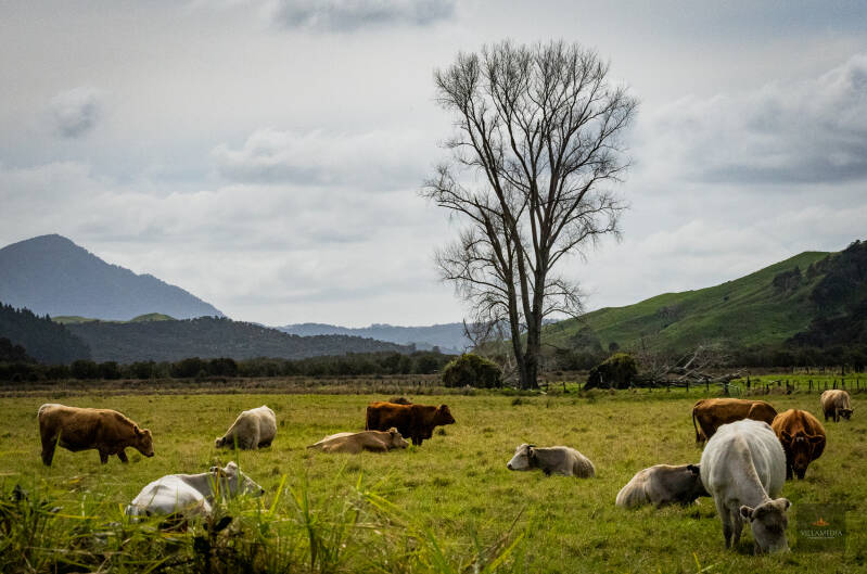 Whirinaki Cows