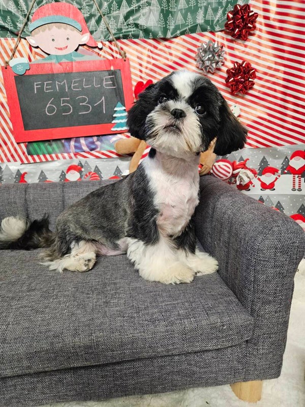 SHIH TZU FEMELLE petit gabarit