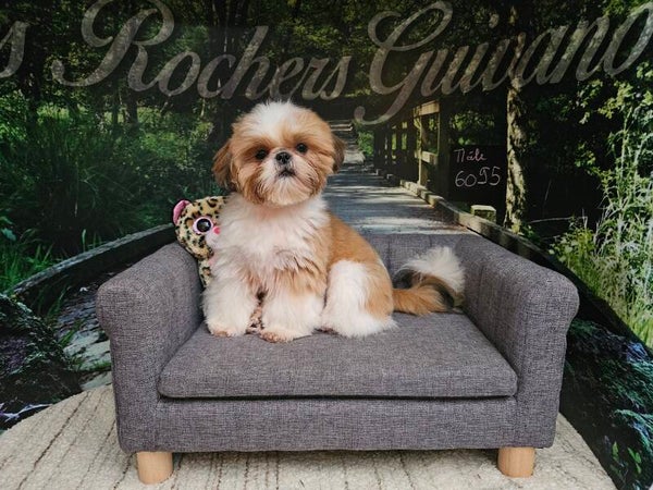 MAGNIFIQUE SHIH TZU petit gabarit