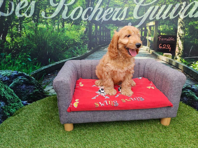 Cockapoo femelle 6254