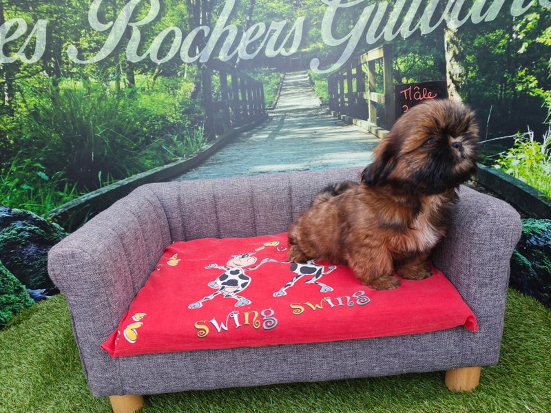 Shih Tzu mâle 3047