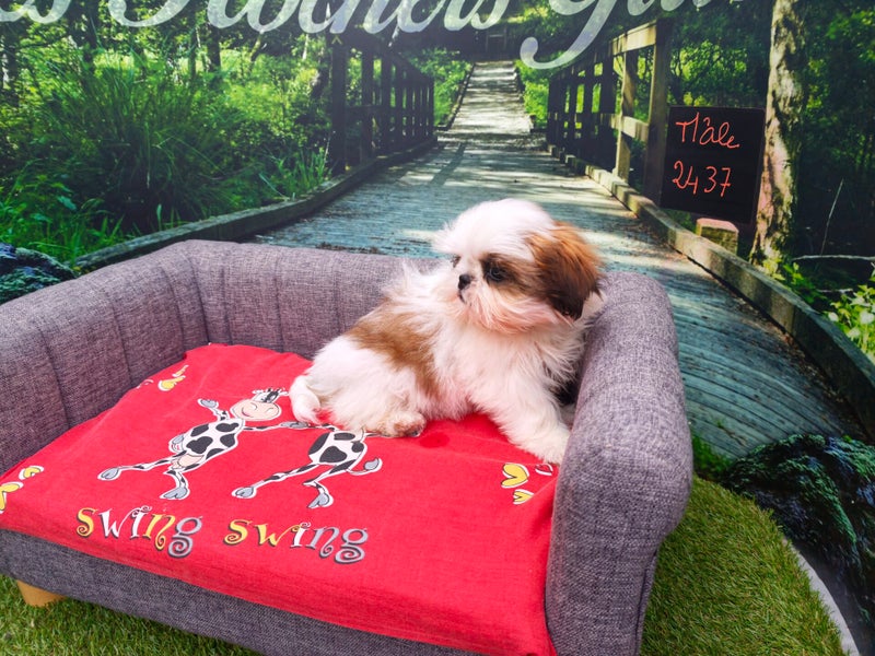 Shih Tzu mâle 2437