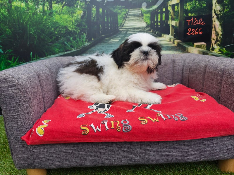 Shih Tzu mâle 2266