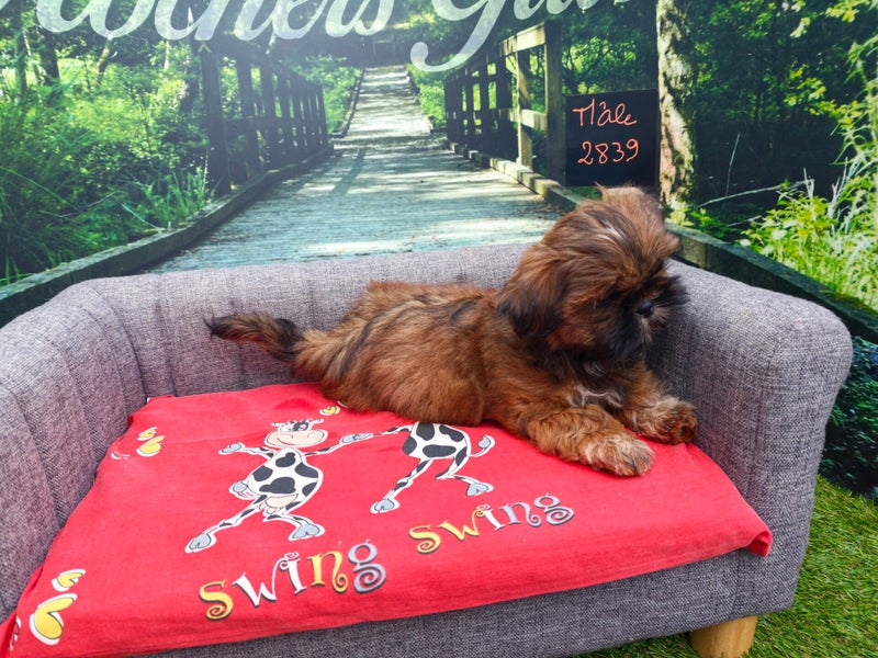 Shih Tzu mâle 2839