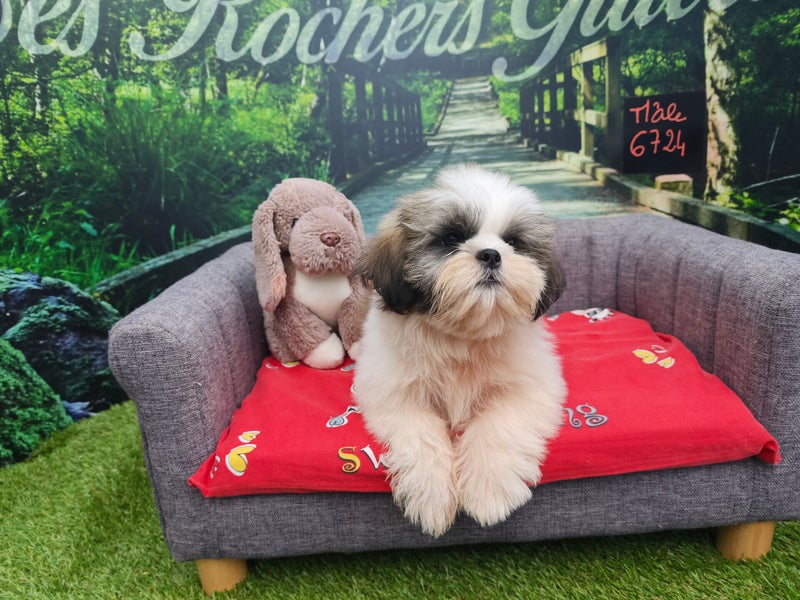 Shih Tzu mâle 6724