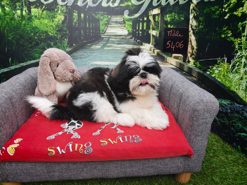 Shih Tzu mâle 5406