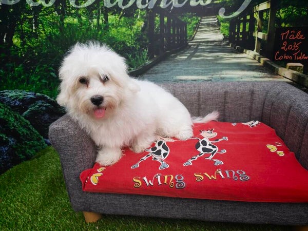 COTON DE TULEAR Mâle
