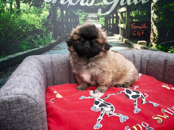 EPAGNEUL PEKINOIS FEMELLE