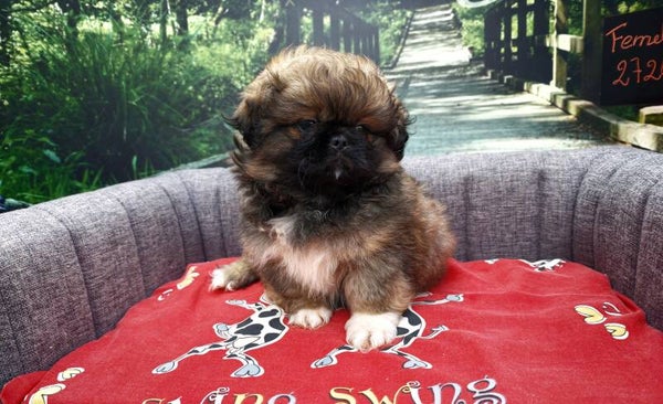 EPAGNEUL PEKINOIS FEMELLE