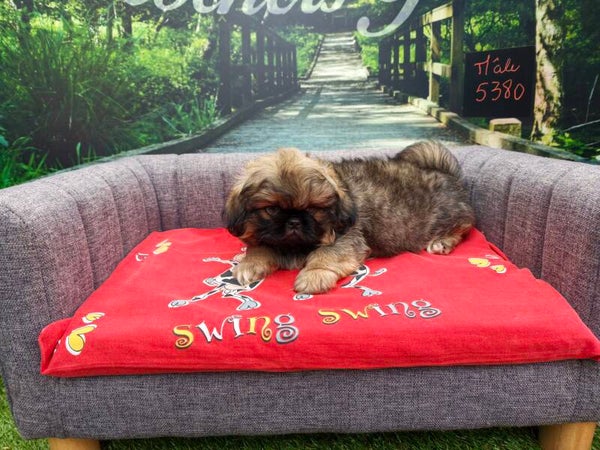 EPAGNEUL PEKINOIS mâle