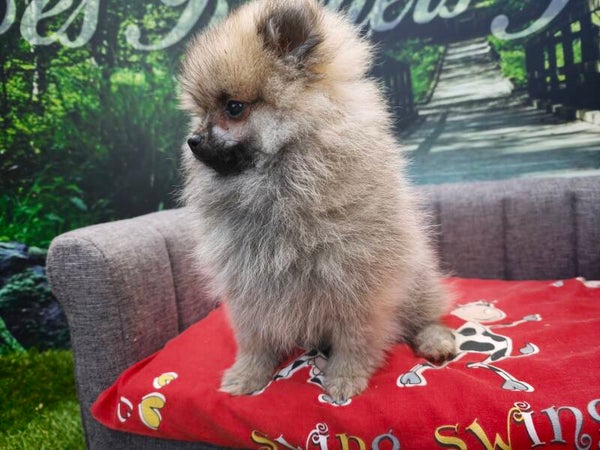 SPITZ NAIN  (LOULOU DE POMERANIE)