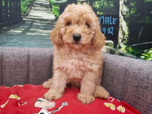 CANICHE NAIN  MÂLE ABRICOT