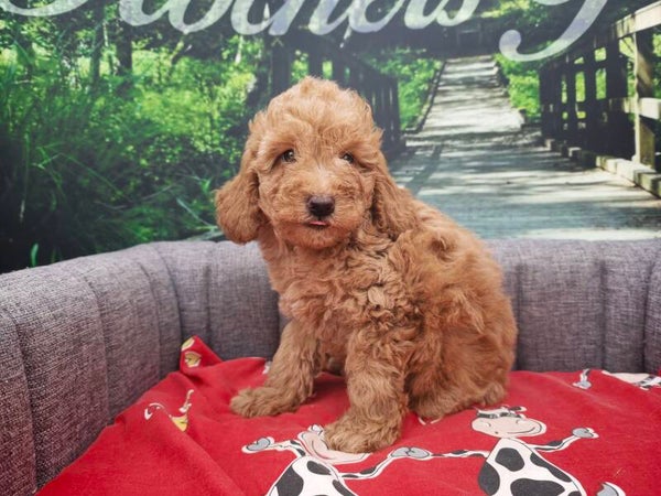 CANICHE FEMELLE NAIN ABRICOT
