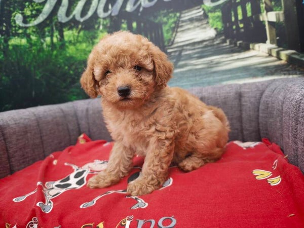 CANICHE FEMELLE TOY/NAIN ABRICOT