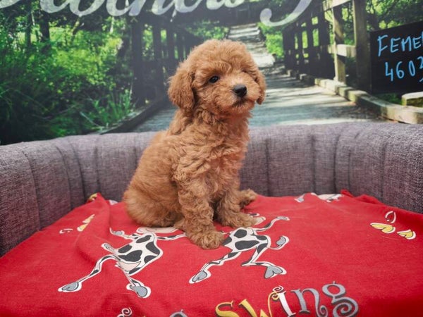 CANICHE TOY FEMELLE ABRICOT/CHOCOLAT