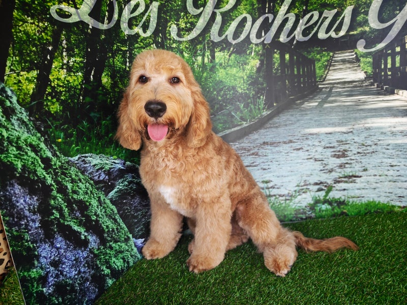 Cockapoo mâle 5648