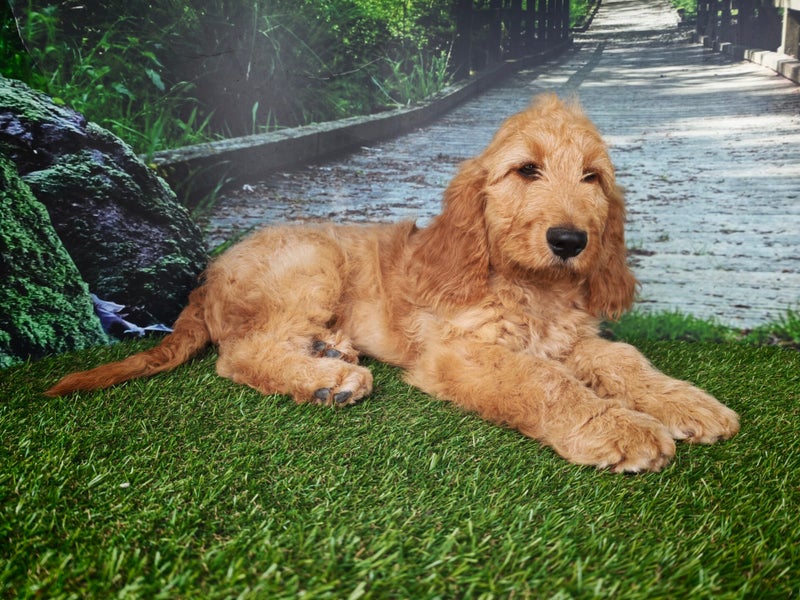 Cockapoo mâle 2343
