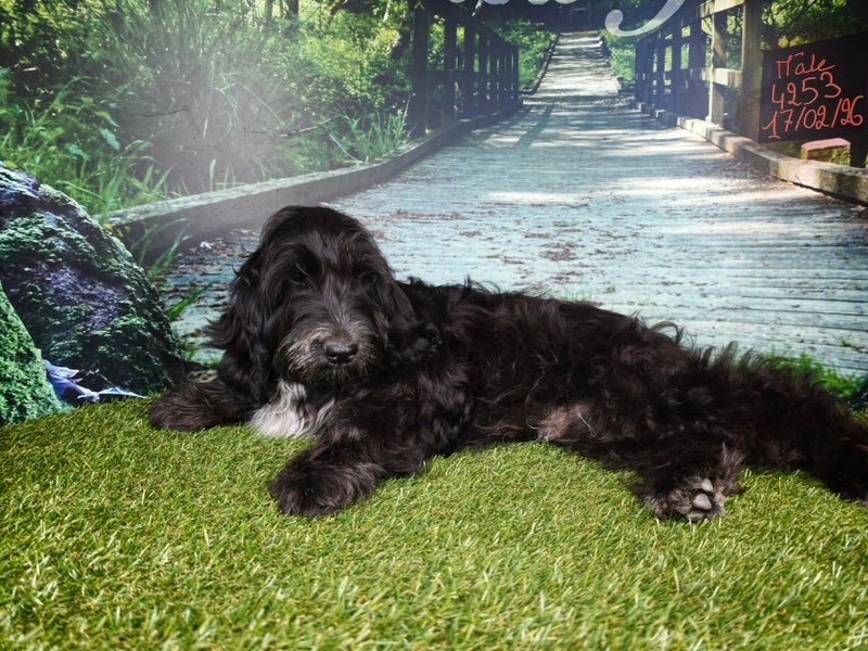 Cockapoo mâle 4253