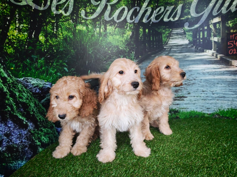 Cockapoo – portée 5453, 6102, 2335