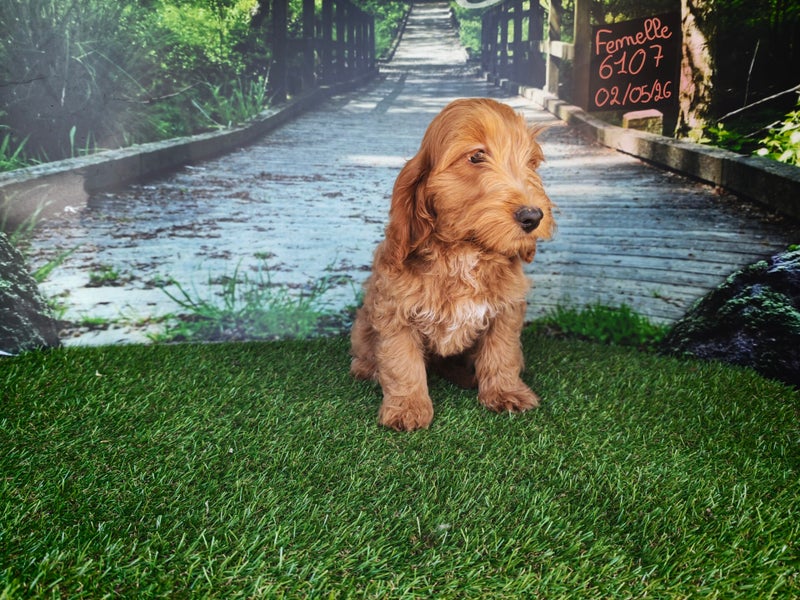 Cockapoo – portée 5474, 5623, 6107