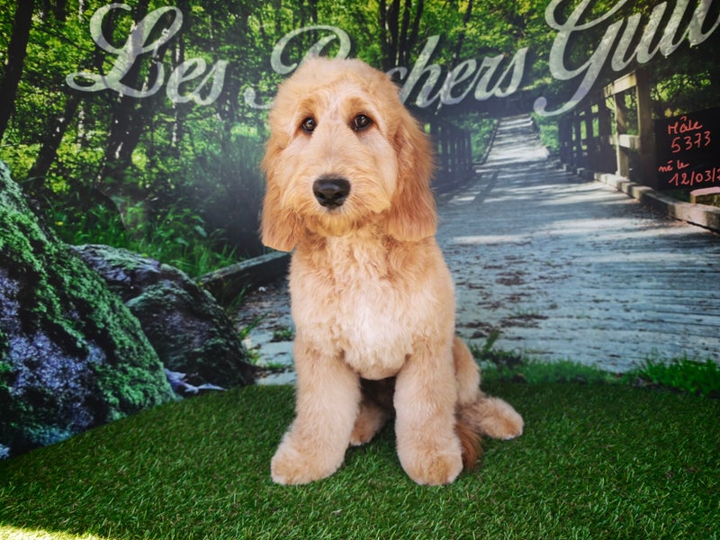 Cockapoo mâle 5373