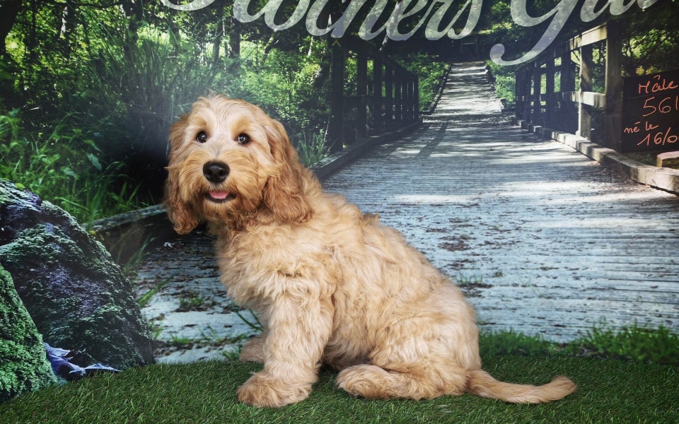 Cockapoo mâle 5614