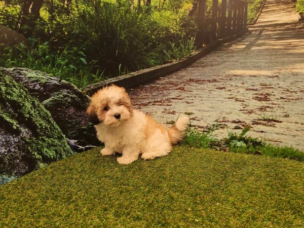 COTON DE TULEAR Mâles