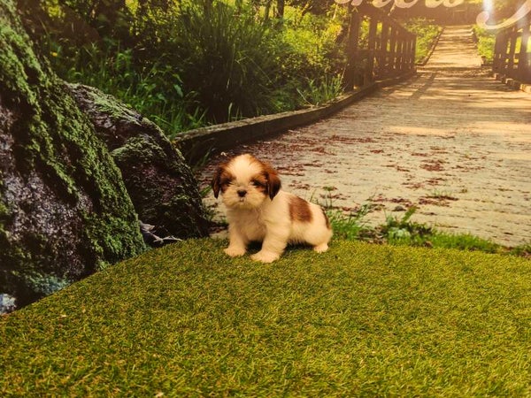 SHIH TZU
