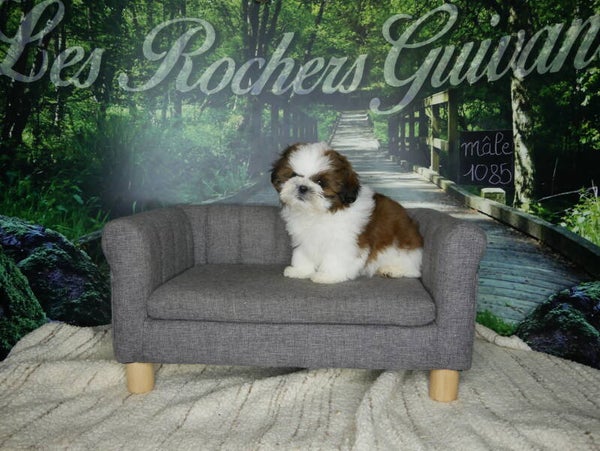 SHIH TZU Mâle