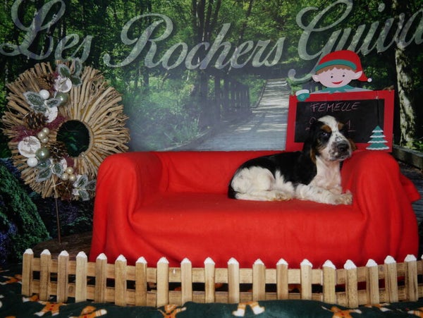 COCKER ANGLAIS Femelle