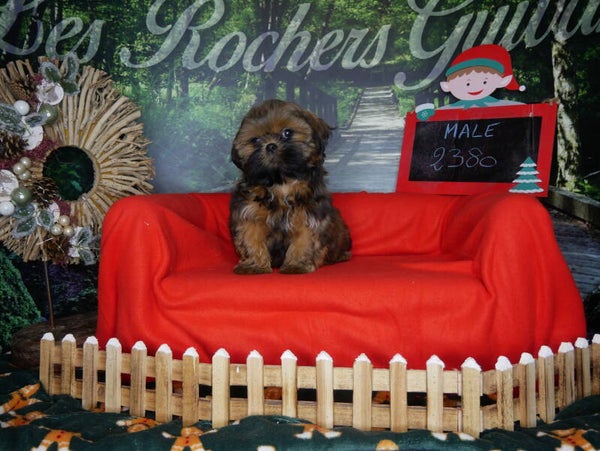 SHIH TZU Mâle