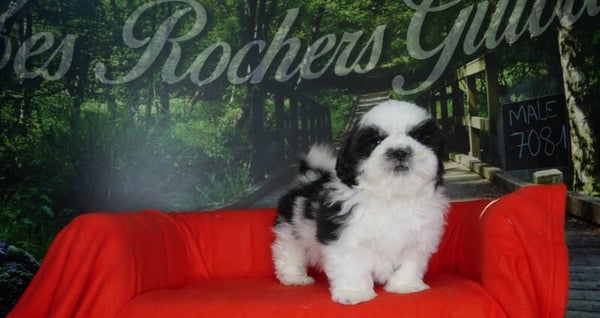 SHIH TZU Mâle