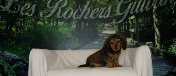 TECKEL NAIN A POILS LONGS