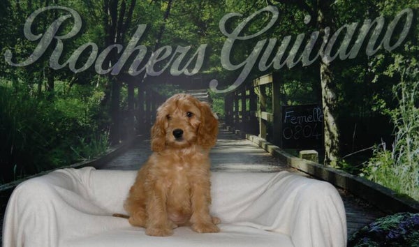COCKAPOO FEMELLE