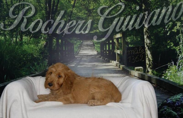 COCKAPOO Mâle