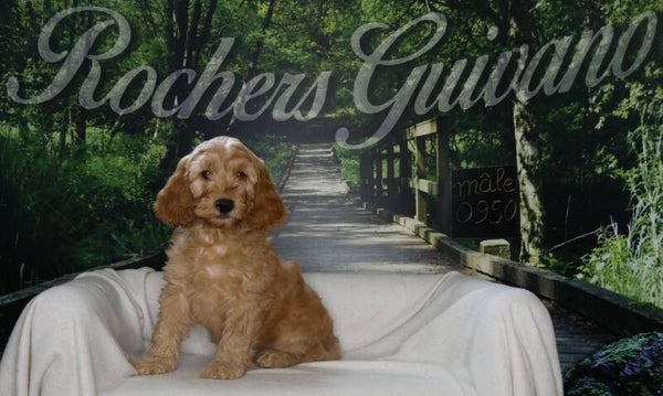 COCKAPOO Mâle