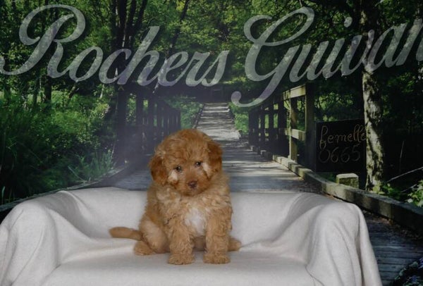 CANICHE NAIN ABRICOT