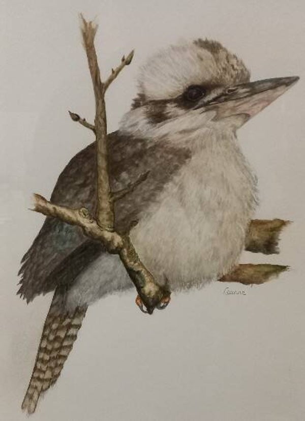 The Kookaburra