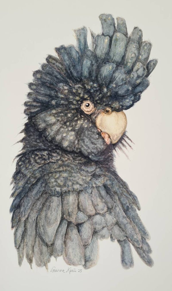 The Black Cockatoo