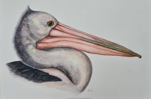The Pelican