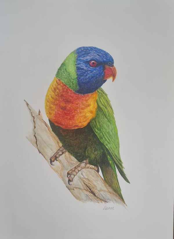 The Rainbow Lorikeet