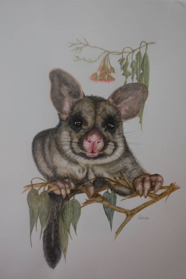 The Cheeky Possum
