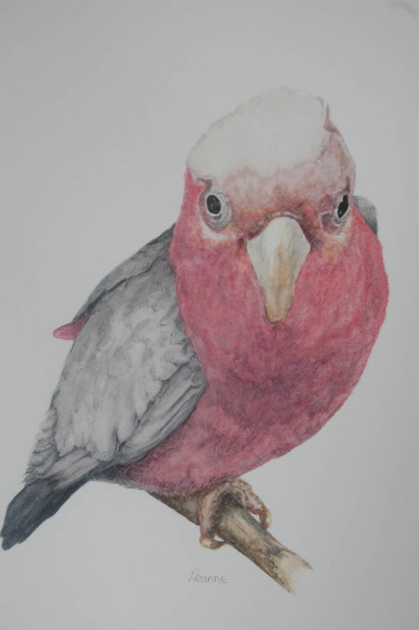 Inquisitive Galah