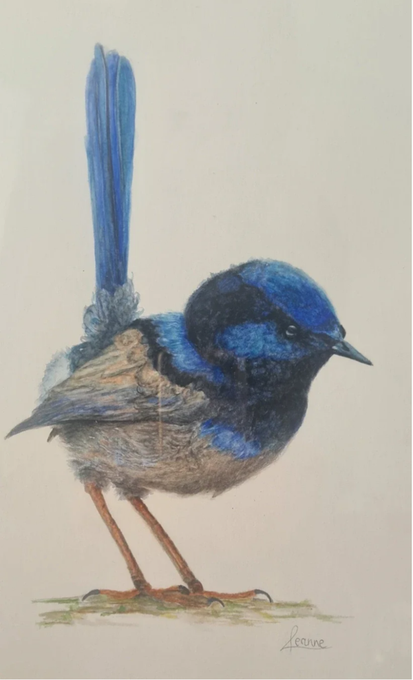 The Superb Blue Wren